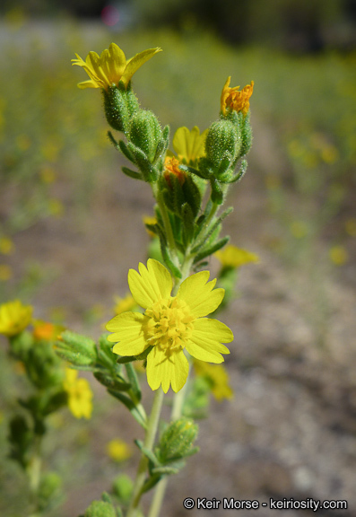 Image of Mojave tarweed