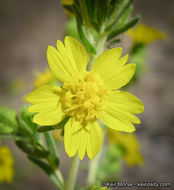 Image of Mojave tarweed