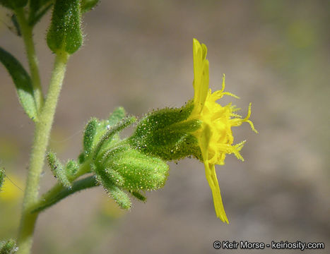 Image of Mojave tarweed