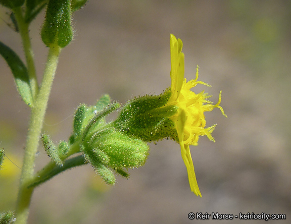 Image of Mojave tarweed