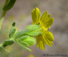 Image of Mojave tarweed