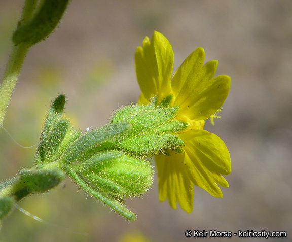 Image of Mojave tarweed