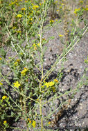 Image of Mojave tarweed