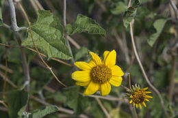 صورة Bahiopsis parishii (Greene) E. E. Schilling & Panero