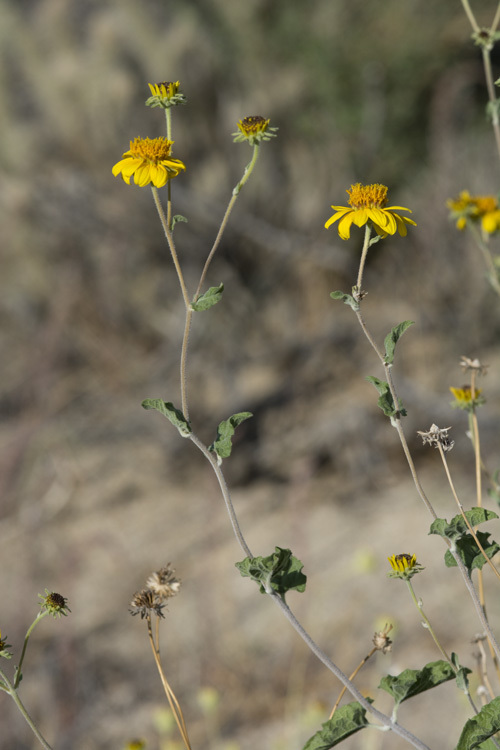 صورة Bahiopsis parishii (Greene) E. E. Schilling & Panero