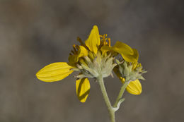 صورة Bahiopsis parishii (Greene) E. E. Schilling & Panero