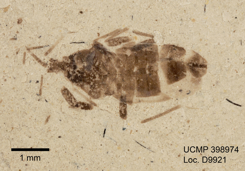 Image of hemipterans