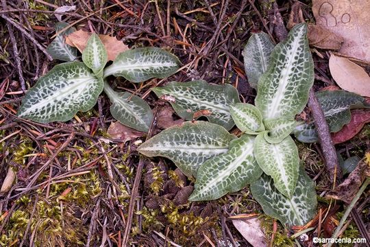 Image of Giant Rattlesnake-plantain