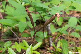 Image of Calypso orchid