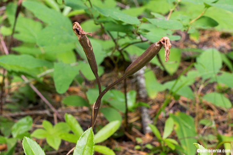 Image of Calypso orchid