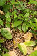 Image of Calypso orchid