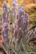 Image of splithair Indian paintbrush