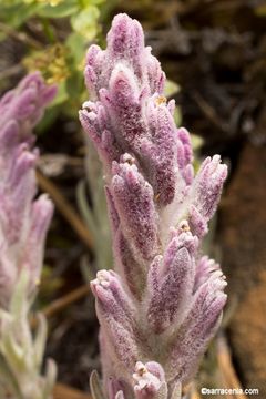 Image of splithair Indian paintbrush