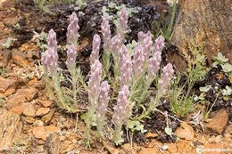 Image of splithair Indian paintbrush