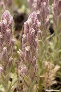 Image of splithair Indian paintbrush