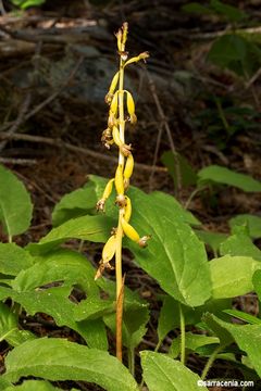 Image of Spotted coralroot