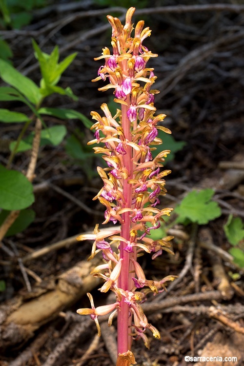 Image of Pacific coralroot