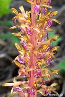 Image of Pacific coralroot