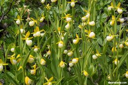 Imagem de Cypripedium californicum A. Gray