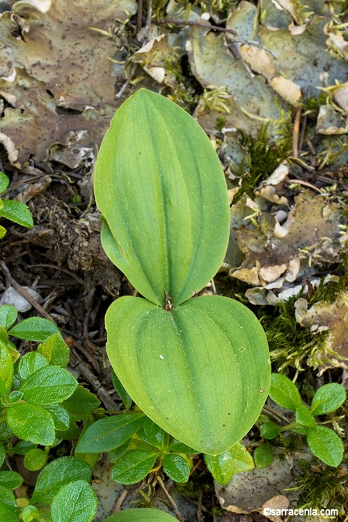 Image of Clustered lady's slipper