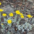 Image de Eriophyllum lanatum var. lanceolatum (T. J. Hovell) Jepson