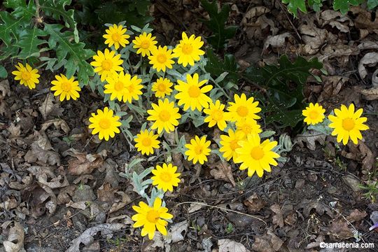 Image of common woolly sunflower