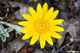 Image of common woolly sunflower