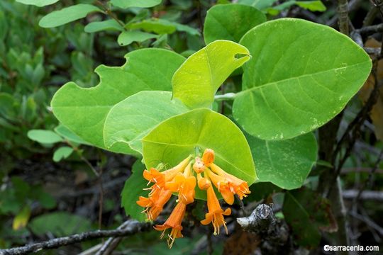 Image of Orange Honeysuckle