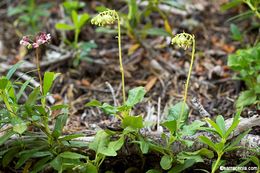 Image of sidebells wintergreen