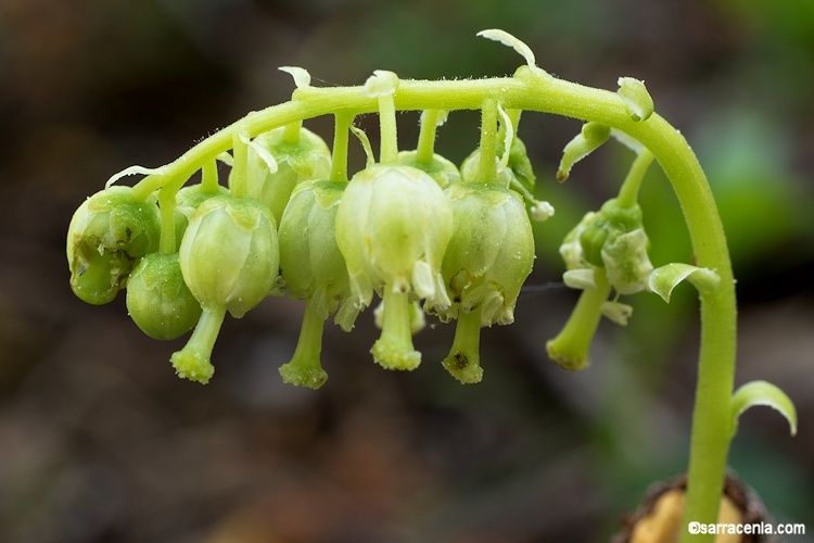 Image of sidebells wintergreen