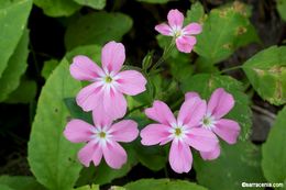 Image of northern phlox