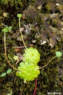 Image of broadleaf stonecrop