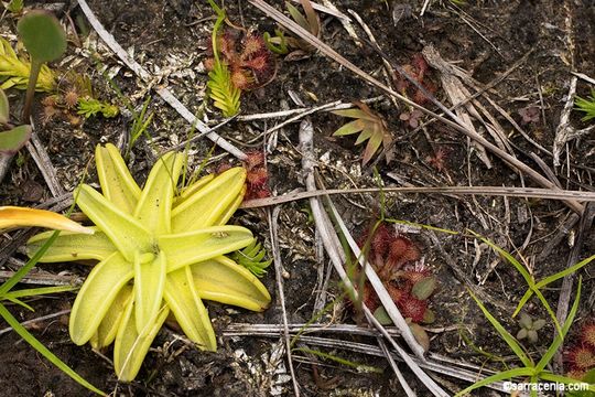 Image of blueflower butterwort