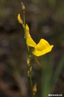 Слика од Utricularia juncea Vahl