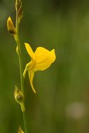 Слика од Utricularia juncea Vahl