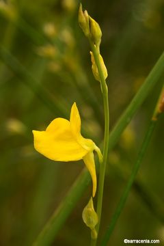 Слика од Utricularia juncea Vahl