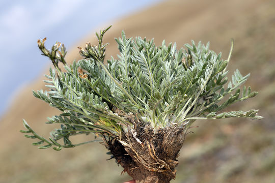 Image of field crazyweed