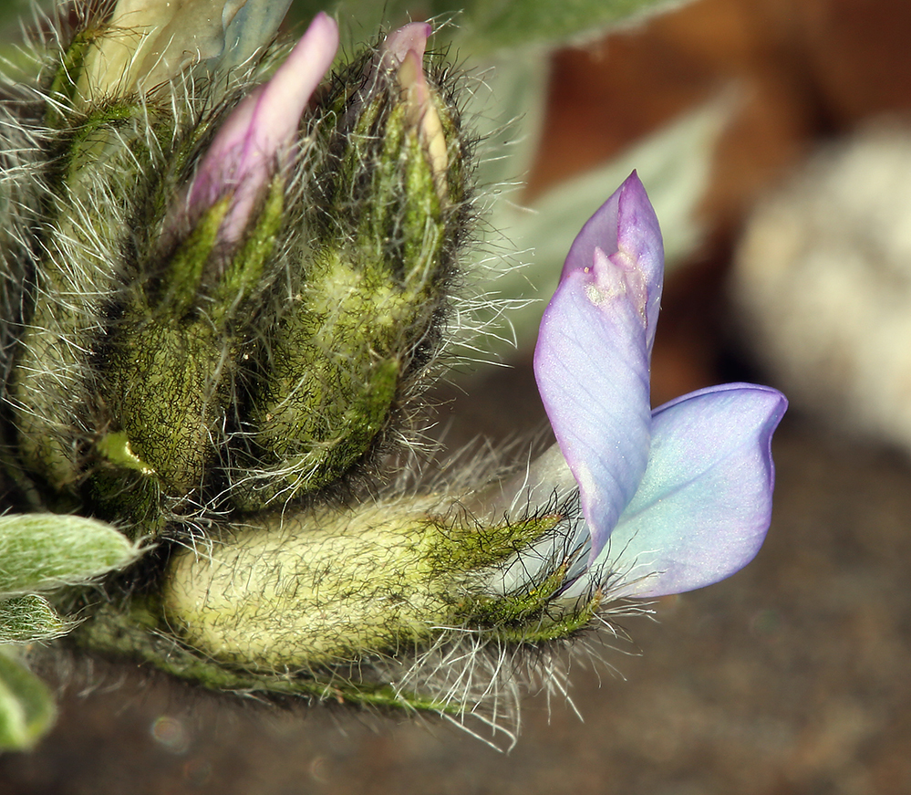 Слика од Oxytropis campestris (L.) DC.