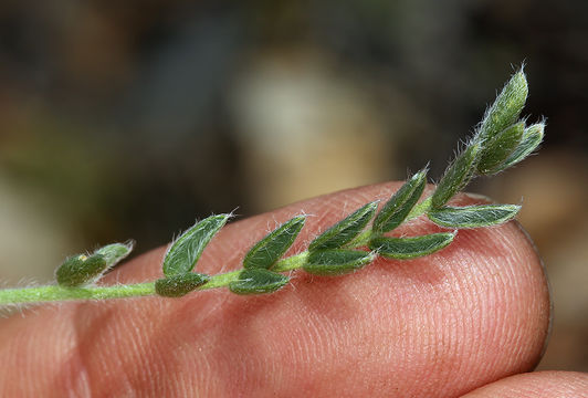 Image of field crazyweed