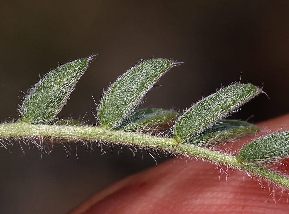 Слика од Oxytropis campestris (L.) DC.