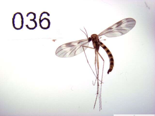 Image of Ditomyia