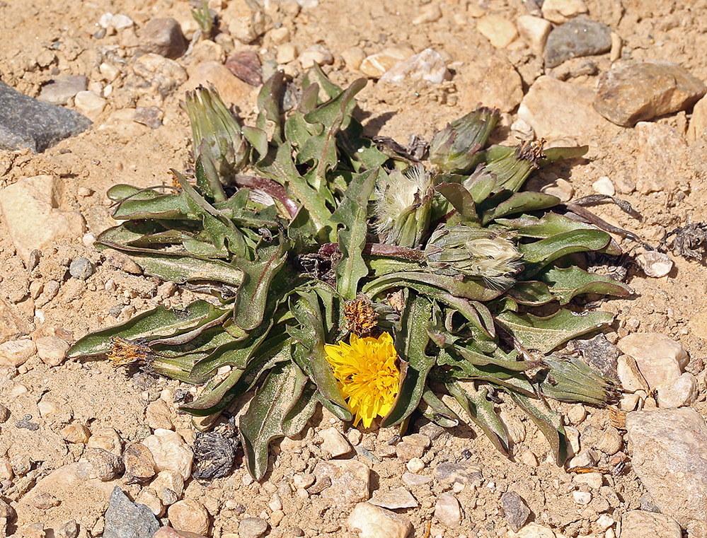 Image of Horned Dandelion