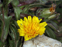 Слика од Taraxacum ceratophorum (Ledeb.) DC.