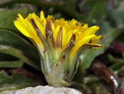 Image of Horned Dandelion