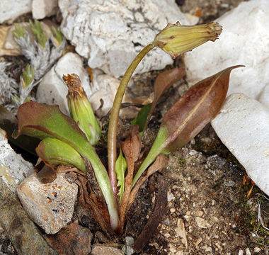 Image of Horned Dandelion