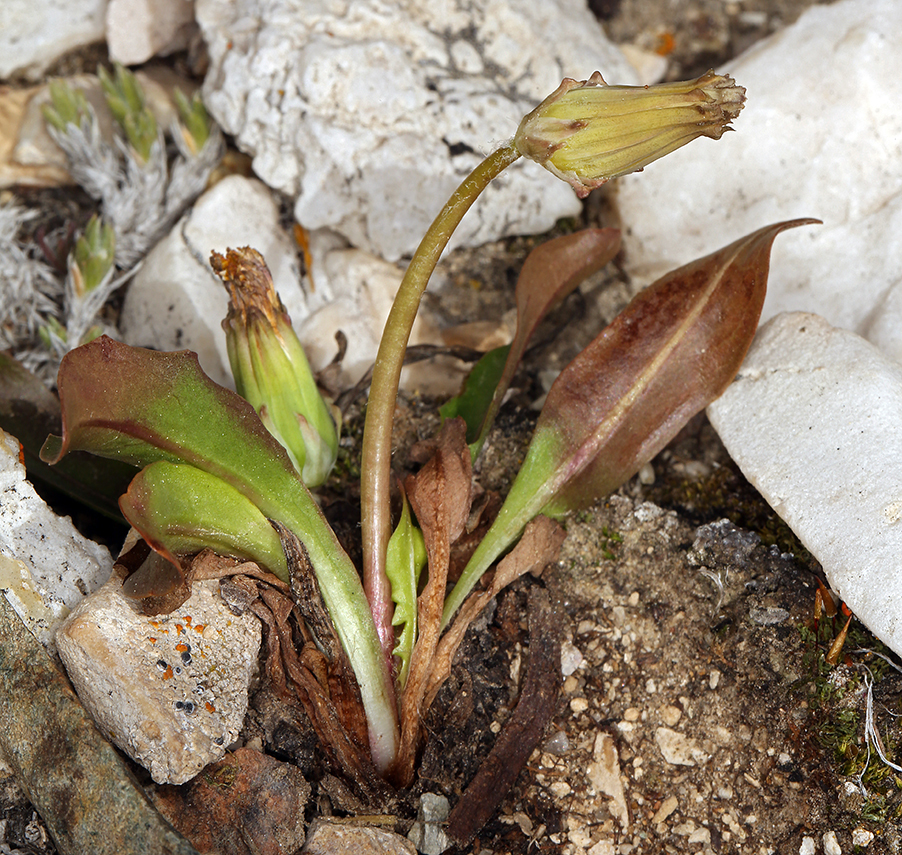 Слика од Taraxacum ceratophorum (Ledeb.) DC.