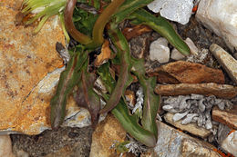 Image of Horned Dandelion