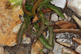 Слика од Taraxacum ceratophorum (Ledeb.) DC.