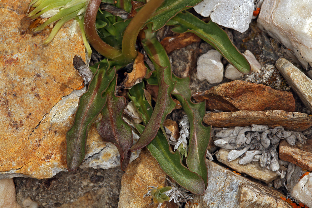 Image of Horned Dandelion