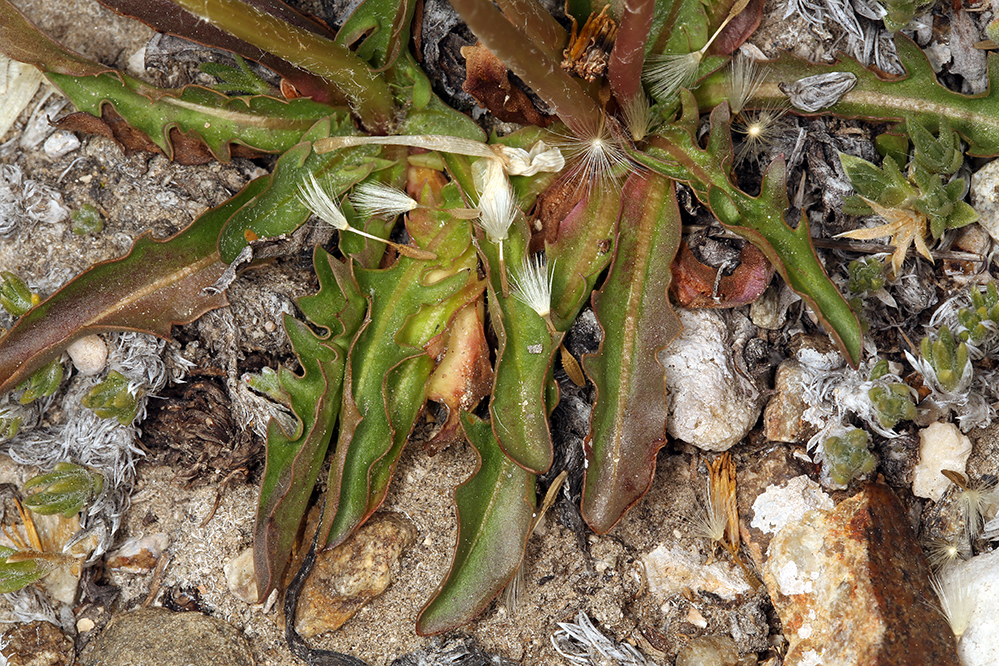 Image of Horned Dandelion